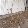 В Красноярске продолжается варварская обрезка деревьев. «Озеленителей» не останавливает даже режим самоизоляции