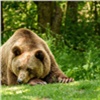 В окрестностях Красноярска пришлось застрелить медведицу, которая давно держала в страхе дачников 