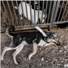 Мэрия расказала о новых результатах борьбы с бродячими собаками в Красноярске 