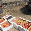 В Канске раздавили бульдозером 100 кг фруктов 