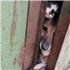 В гаражах на Павлова в Красноярске заперли полтора десятка кошек и собак