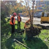 В Красноярске началась посадка деревьев и кустарников