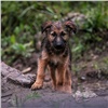 За полтора года красноярцы забрали из приюта 150 собак