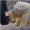 В красноярском зоопарке показали, как белый медведь Феликс добывал мясо из покрышки (видео)