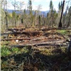 «Чёрный лесоруб» спилил в двух районах Красноярского края деревьев на 6 миллионов рублей