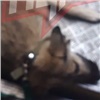 В Красноярске в общежитии обнаружили в лифте мертвую собаку