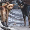 В мэрии Красноярска рассказали о положительных результатах работы с бездомными собаками 