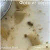 Тараканов нашли в готовой еде в одной из школьных столовых Красноярска