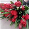 К февральским и мартовским праздникам красноярские озеленители вырастят 20 сортов тюльпанов