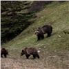 Популяция медведя в Красноярском крае превышена более чем в три раза