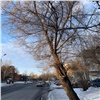 «Ради вашей безопасности»: в Красноярске на Киренского продолжат сносить тополя 
