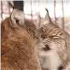 «Вылизывание, танцы, бои и подарки»: в красноярском зоопарке рассказали о романтических ухаживаниях животных (видео)