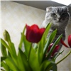 «Беляш поздравляет всех причастных»: в День кошек красноярцы делятся с губернатором фотографиями питомцев
