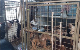 В Бородино женщина устроила в муниципальной квартире «приют» для 40 собак