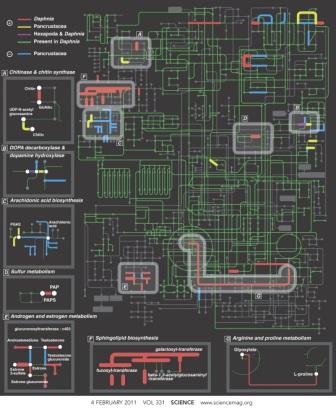 Карта общего метаболизма у дафний