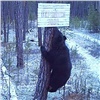 Бурый медведь проверил указатели в заповеднике на севере Красноярского края (видео)