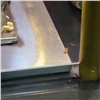 Таракан бегал возле еды на фудкорте в красноярской «Планете» (видео)
