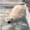 Белые медведи открыли «рыбацкий» сезон в красноярском «Роевом ручье» (видео)