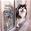 «Можно с животными»: МТС открыла в Красноярском крае свои магазины pet-friendly