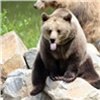 Медведь «украл» фотоловушку в заповеднике на севере Красноярского края (видео)