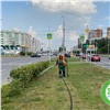 В Красноярске 30 млн рублей планируют потратить на полив деревьев и кустарников