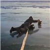 На Байкале госинспекторы спасли провалившуюся в промоину на глазах у хозяйки собаку (видео)