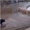 В Краснотуранском районе на деревню сошел сель (видео)