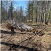 В Красноярском крае вынесли приговор преступной группе, вырубившей лес на 6 млн рублей