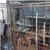 В Бородино женщина устроила в муниципальной квартире «приют» для 40 собак