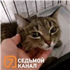В Красноярске спасли кошку после 20 дней рядом с трупом хозяина в квартире на Тихом переулке